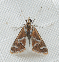 Noctueliopsis virula