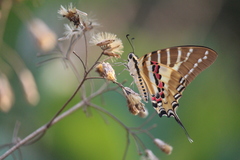 Graphium nomius