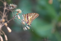 Graphium nomius