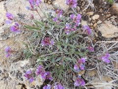 Astragalus spatulatus