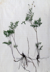 Thalictrum foetidum