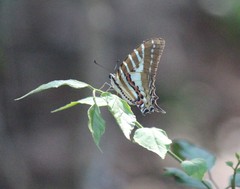 Graphium nomius