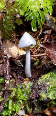 Entoloma canoconicum