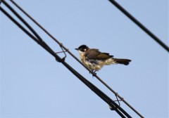 Pycnonotus sinensis hainanus