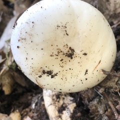 Amanita verna