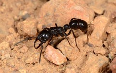 Plectroctena mandibularis