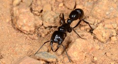 Plectroctena mandibularis