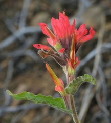 Castilleja martini martini