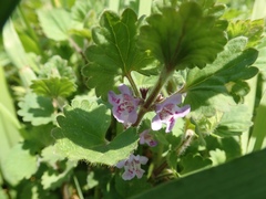Glechoma grandis