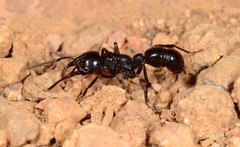 Plectroctena mandibularis