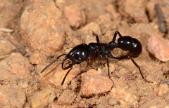 Plectroctena mandibularis