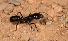 Plectroctena mandibularis