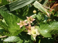 Rubus trifidus