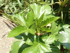 Rubus trifidus