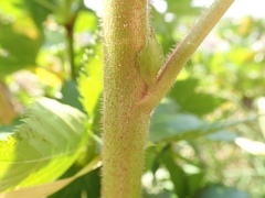 Rubus trifidus