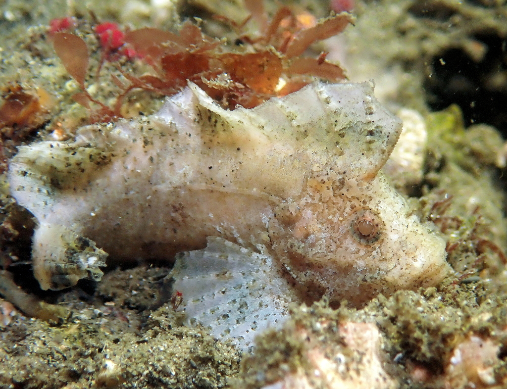 Cocotropus