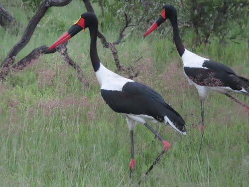 Sattelstorch (Ephippiorhynchus senegalensis)