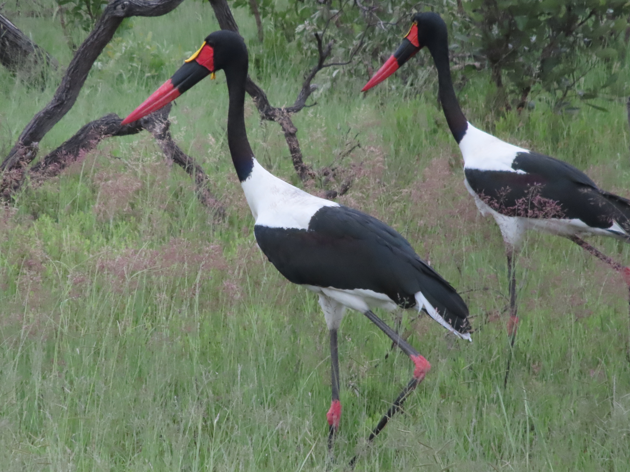 Saddle-billed Stork illustration