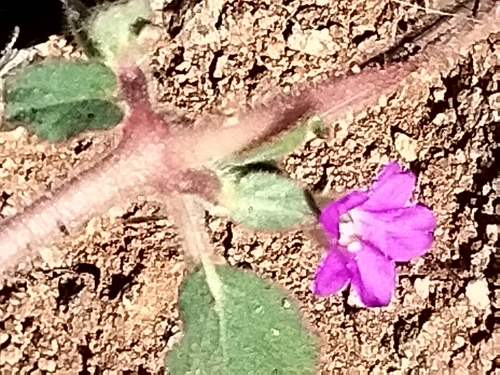 Image of Okenia hypogaea by no rights reserved