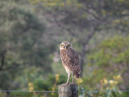 Burrowing Owl