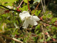 Rubus palmatus coptophyllus