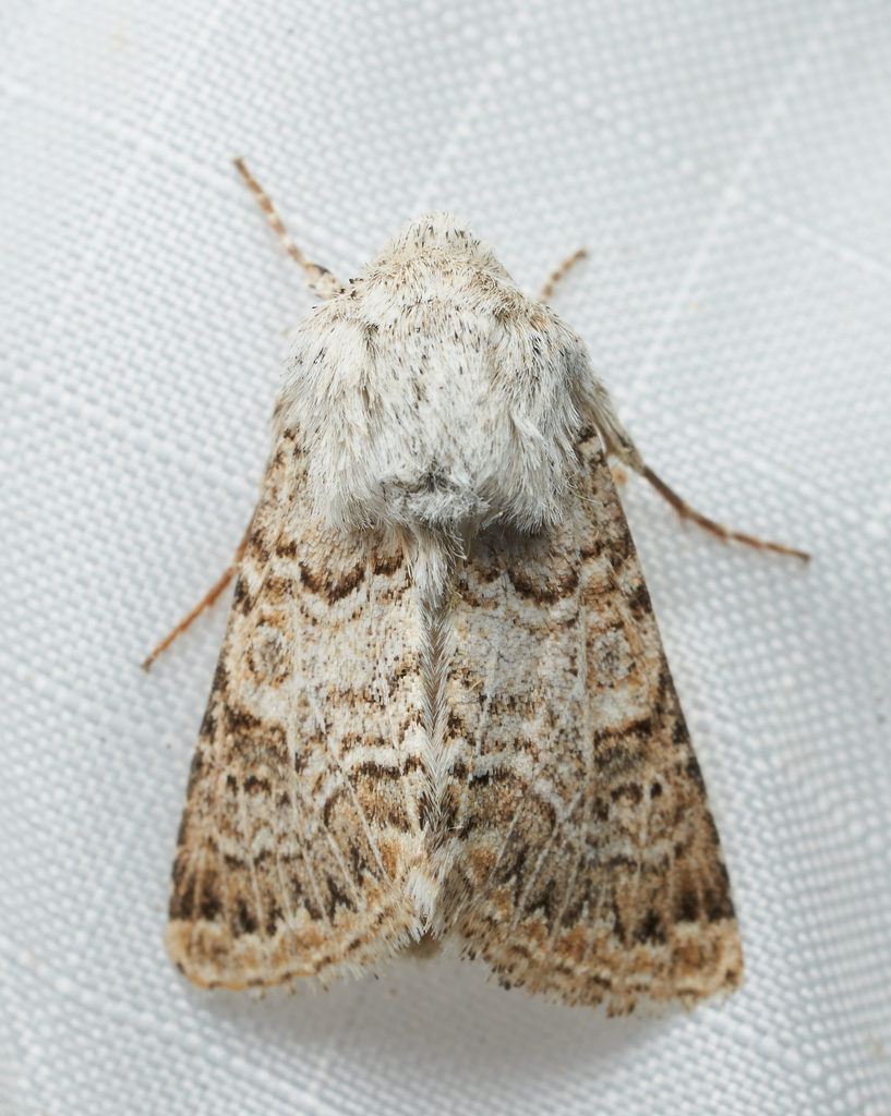Schinia deserticola