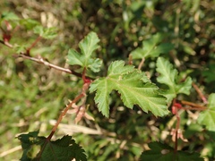 Rubus palmatus coptophyllus