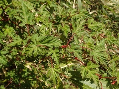 Rubus palmatus coptophyllus