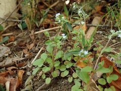 Trigonotis peduncularis