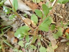 Trigonotis peduncularis