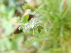 Trigonotis peduncularis