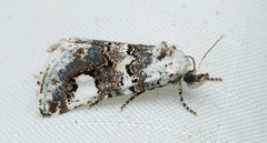 Tristyla alboplagiata