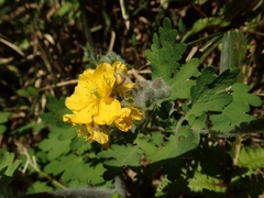 Chelidonium asiaticum