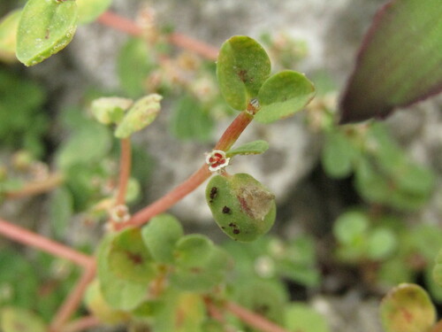 Chamaesyce ovalifolia (Engelm. ex Klotzsch) Croizat