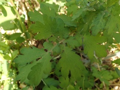 Chelidonium asiaticum