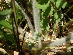 Chelidonium asiaticum