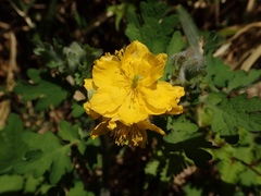 Chelidonium asiaticum