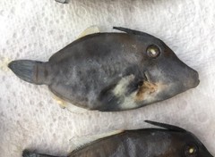 Cantherhines pardalis