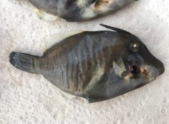 Cantherhines pardalis