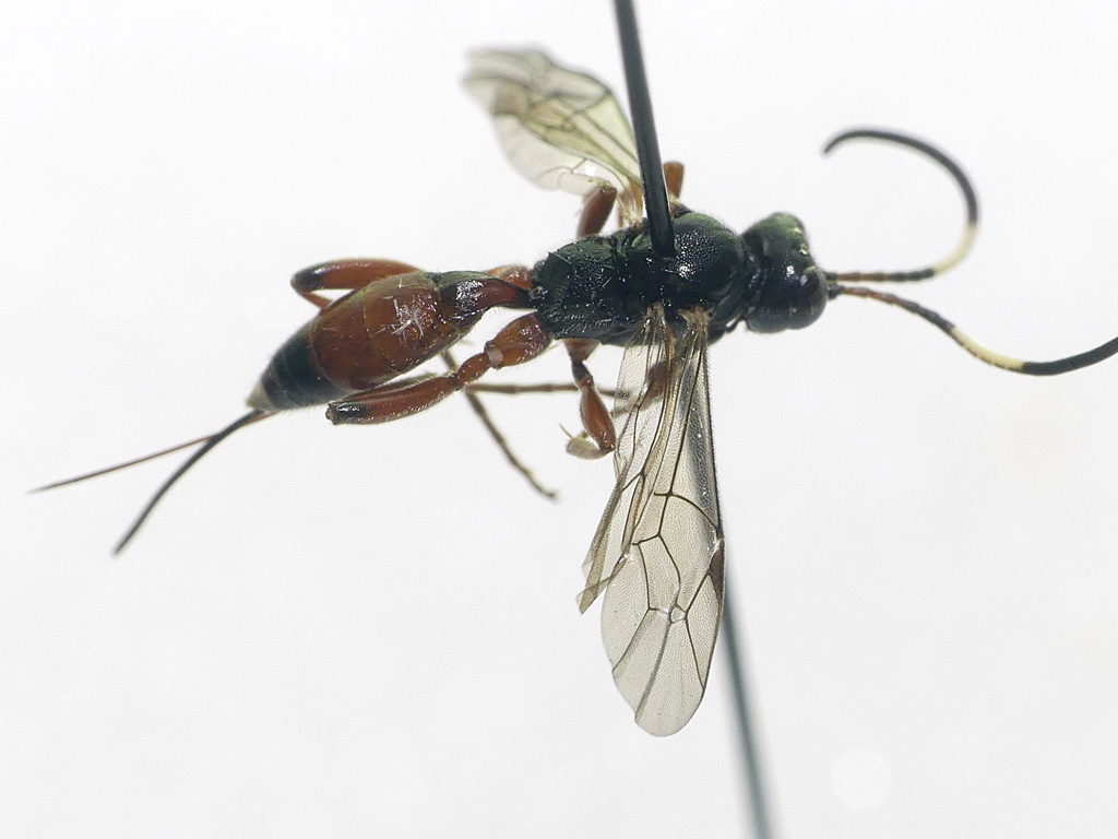 Cubocephalus sperator