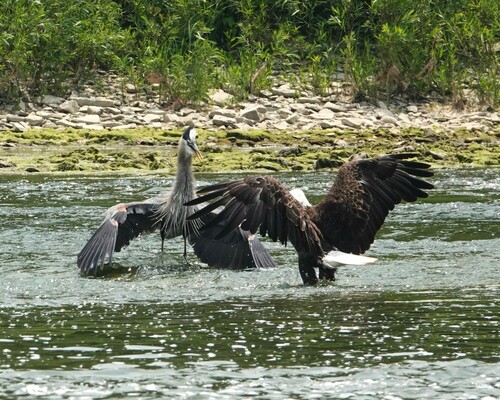Bald Eagle photographed in Ohio