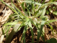 Luzula capitata