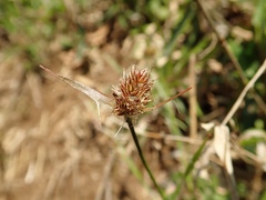 Luzula capitata
