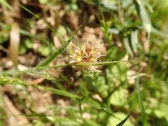 Luzula capitata