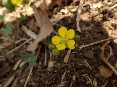 Potentilla freyniana