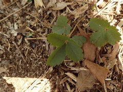 Potentilla freyniana