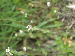 Draba muralis