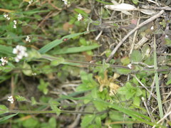 Draba muralis