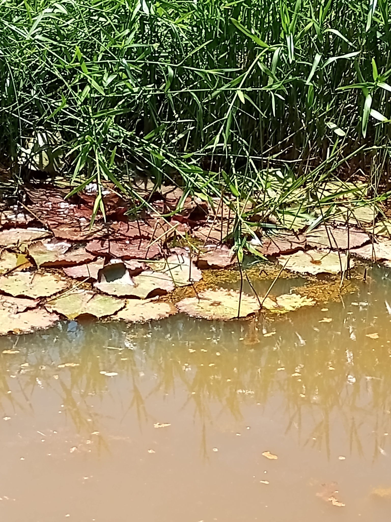 Nymphaea rudgeana