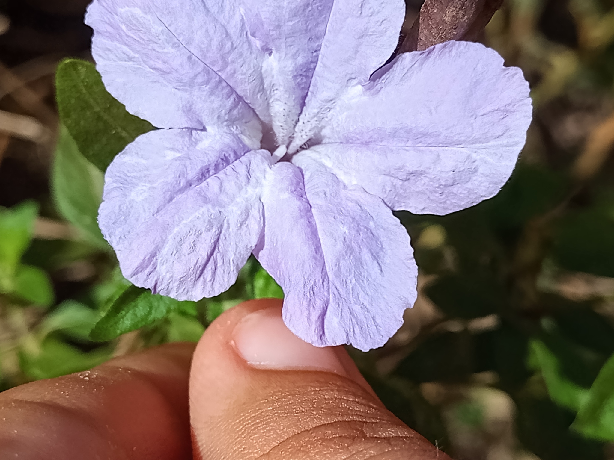 Ruellia bahiensis